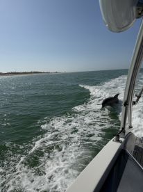A playful dolphin swims alongside a boat, showcasing the beauty of marine wildlife in its natural habitat — a captivating moment for nature lovers and boaters alike.