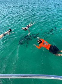 Adventurers snorkel in clear waters, interacting with sharks below — an exhilarating wildlife experience in the ocean.