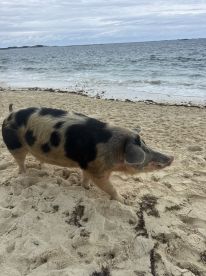 A close-up of a pig wandering along the beach, showcasing the unique wildlife experiences available in tropical destinations.