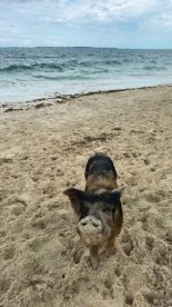 A close-up of a pig on the beach, showcasing the unique wildlife experiences available in tropical destinations.