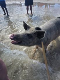 A close-up of a pig interacting with people in shallow water, showcasing a unique wildlife experience often found in the Bahamas.