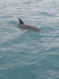 A dolphin gracefully swims through the clear turquoise waters, showcasing the beauty of marine wildlife encounters.