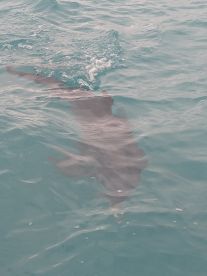 A dolphin gracefully swims through the clear turquoise waters, showcasing the beauty of marine wildlife encounters.