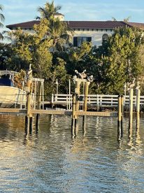 A serene scene featuring pelicans perched on a dock, surrounded by lush greenery and calm waters — a glimpse of local wildlife in a coastal setting.