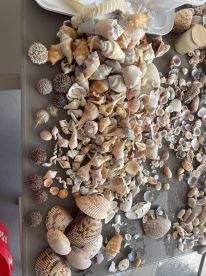 A vibrant collection of seashells displayed on a table, perfect for beachcombing enthusiasts and crafting projects.