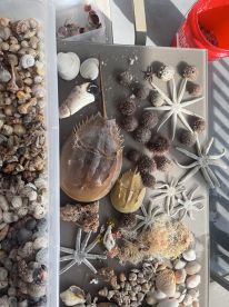 A collection of various seashells and marine life, including a horseshoe crab and starfish, showcasing the rich biodiversity found along the coast.