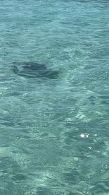 A glimpse of a stingray swimming gracefully beneath the clear waters, showcasing the beauty of marine life in its natural habitat.