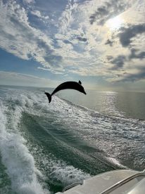 A stunning capture of a dolphin leaping out of the water, showcasing the beauty of marine wildlife in its natural habitat.