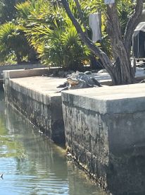 A crocodile basks in the sun on a dock, surrounded by lush greenery — a glimpse of wildlife in its natural habitat.
