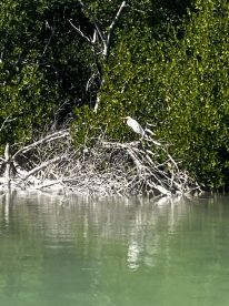 A serene scene featuring a white bird perched on mangrove branches, showcasing the natural beauty of wildlife in coastal ecosystems.