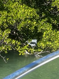 A heron perches among the lush mangroves, showcasing the rich wildlife that can be observed while boating in serene waters.