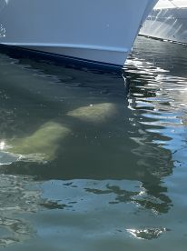 A serene underwater view of a manatee swimming beneath a boat, showcasing the beauty of marine wildlife in their natural habitat.