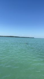 A dolphin gracefully swims in the clear turquoise waters, showcasing the beauty of marine wildlife in its natural habitat.