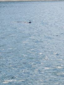 A dolphin gracefully swims through the clear waters, showcasing the beauty of marine wildlife in its natural habitat.