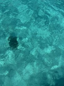 An unclear image of water with some indistinct shapes beneath the surface, lacking identifiable features or subjects.