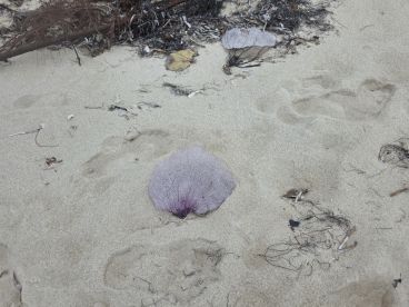 An unclear image of a sandy beach with some coral and debris, lacking a clear focal point.