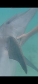 A close-up shot of a dolphin interacting with a hand underwater, showcasing a unique wildlife encounter in a vibrant aquatic environment.
