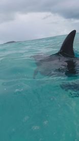 A close-up view of a shark swimming in crystal-clear waters, showcasing the beauty of marine wildlife encounters.