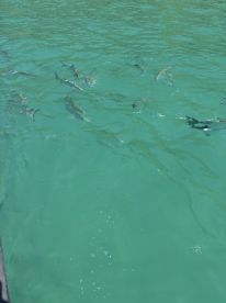 A school of fish swims gracefully in the clear turquoise waters, showcasing the vibrant marine life typical of tropical destinations.