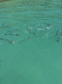 A school of fish swims gracefully in the clear turquoise waters, showcasing the vibrant marine life typical of tropical destinations.