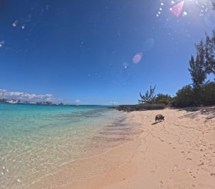 A pig strolls along the sandy beach, showcasing the unique wildlife experience in the Bahamas — a perfect spot for swimming with pigs.