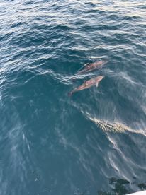 Two dolphins swim gracefully in the clear blue waters, showcasing the beauty of marine wildlife encounters.