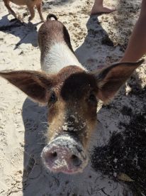 A close-up of a friendly pig on the beach, showcasing the unique wildlife encounters available in the Bahamas. Perfect for animal lovers and adventure seekers.