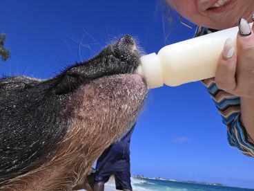 A close-up of a person feeding a pig with a bottle, showcasing a unique interaction with wildlife in a beautiful outdoor setting.