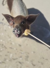 A close-up of a playful pig eagerly reaching for food on the beach, showcasing the unique wildlife experiences available in tropical destinations.