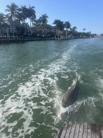 We had dolphins following our boat!