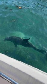 A dolphin swims gracefully beneath the surface of clear waters, showcasing the beauty of marine wildlife encounters.