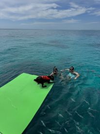 A playful dog in a life jacket stands on a floating mat while two snorkelers enjoy the clear waters, surrounded by fish — a delightful scene of fun and adventure on the water.