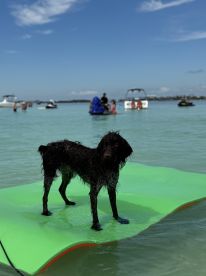 A playful dog stands on a floating mat in shallow waters, surrounded by boats and people enjoying a sunny day at the beach.