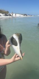 A person holds a large shell while standing in shallow water at the beach, showcasing the beauty of marine life and beachcombing adventures.