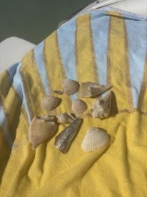 A collection of beautiful seashells displayed on a colorful beach towel, perfect for beachcombing enthusiasts and a reminder of seaside adventures.