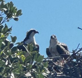 A pair of ospreys perched on their nest, showcasing the beauty of wildlife in their natural habitat.