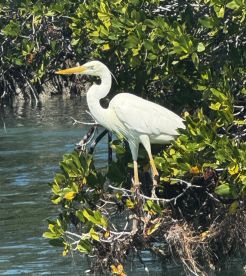 A majestic egret stands among the mangroves, showcasing the beauty of wildlife in its natural habitat.