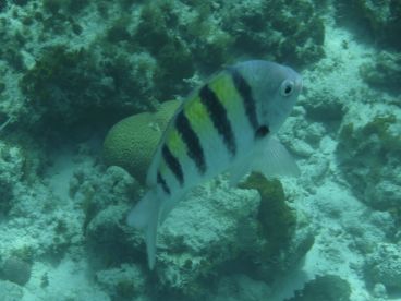 A vibrant fish swims gracefully through the underwater landscape, showcasing the beauty of marine life in its natural habitat.