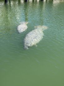 Two manatees gracefully swim in clear waters, showcasing the serene beauty of marine wildlife encounters.