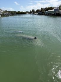 A serene view of manatees swimming in calm waters, showcasing the beauty of wildlife encounters in coastal environments.