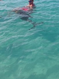 A thrilling encounter as a man swims with a shark in crystal-clear waters, showcasing an unforgettable wildlife experience.