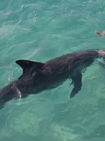 A close-up view of a shark swimming in clear turquoise waters, with a hand visible in the background, showcasing an exciting wildlife encounter.
