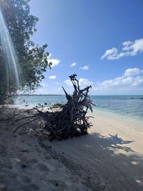 A scenic view of a beach with a driftwood structure, surrounded by clear waters and blue skies, creating a tranquil atmosphere.