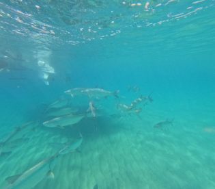 A vibrant underwater scene showcasing a school of fish swimming in crystal-clear waters — a perfect glimpse into marine life during a snorkeling adventure.