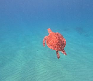 A stunning underwater shot of a turtle gracefully swimming through clear blue waters, showcasing the beauty of marine wildlife.