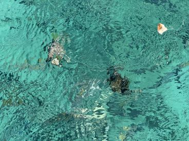 A serene underwater scene featuring a turtle swimming in crystal-clear waters, showcasing the beauty of marine wildlife.