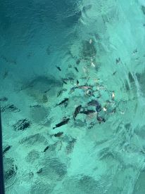 Aerial view of people swimming with marine life in crystal-clear waters, showcasing a vibrant underwater experience perfect for snorkeling enthusiasts.