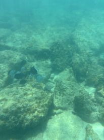 A serene underwater scene showcasing a school of fish swimming among rocky formations — a glimpse into the vibrant marine life beneath the surface.
