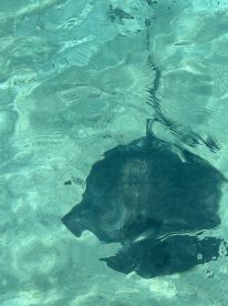 A serene underwater view showcasing a stingray gliding through crystal-clear waters, perfect for marine wildlife enthusiasts.