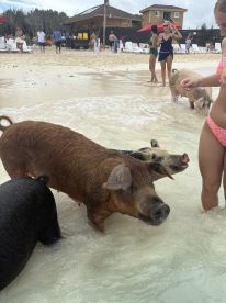 Visitors interact with swimming pigs in shallow waters, showcasing a unique wildlife experience in the Bahamas.